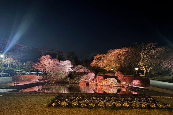 ホテル正面の桜