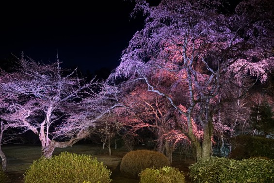 富士ビューホテルの庭園の桜のライトアップ