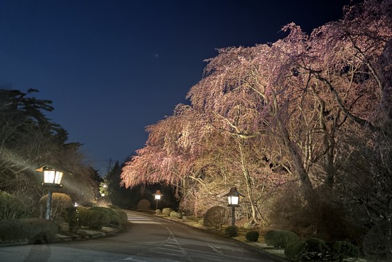 ホテル正面通路の桜