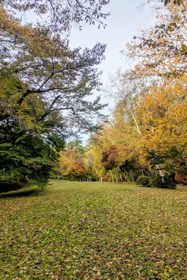 富士ビューホテルの庭園の紅葉