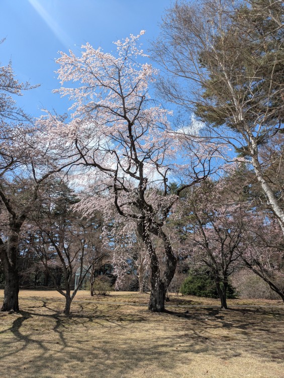 富士ビューホテル、庭園の桜