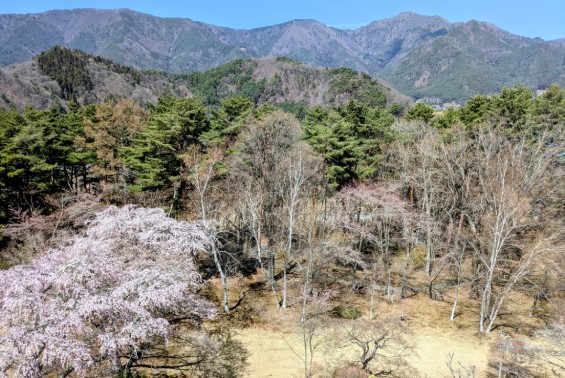 富士ビューホテル、庭園の桜と山並み