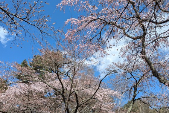 富士ビューホテル、庭園の桜