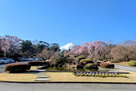 富士ビューホテル、正面玄関から見た富士山と桜