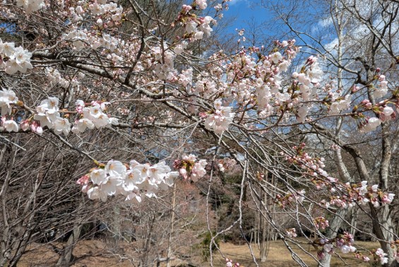 富士ビューホテル、庭園の桜