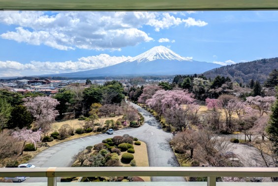 富士ビューホテル、パノラマラウンジからの富士山と桜