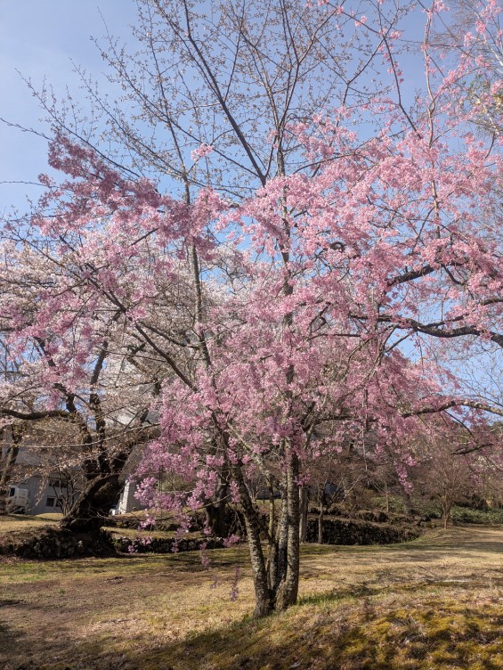 富士ビューホテル庭園の桜
