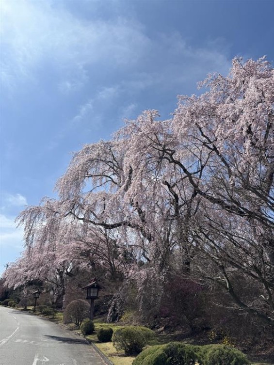 富士ビューホテル通路の灯篭と桜