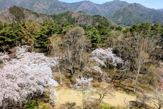 富士ビューホテル5階庭園側客室からの眺めと桜
