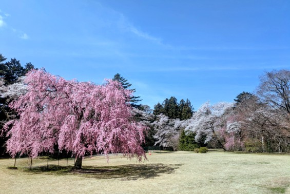 富士ビューホテル庭園散策マップ3付近の桜