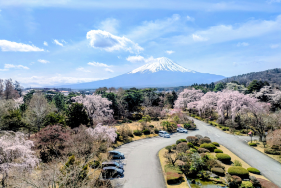 富士ビューホテル5階エレベーターホールから撮影した富士山と桜