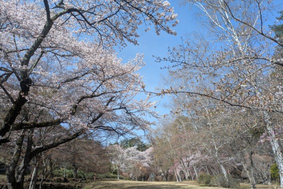 富士ビューホテル庭園の桜