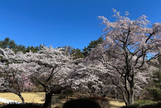 富士ビューホテルラべニューから見た桜  