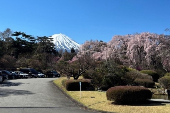 富士ビューホテル正面玄関から見た富士山と桜 