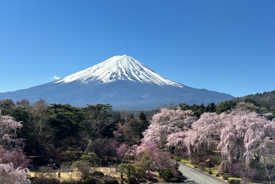 富士ビューホテル5階客室から撮影した富士山と桜
