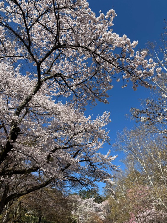 富士ビューホテル裏庭の桜