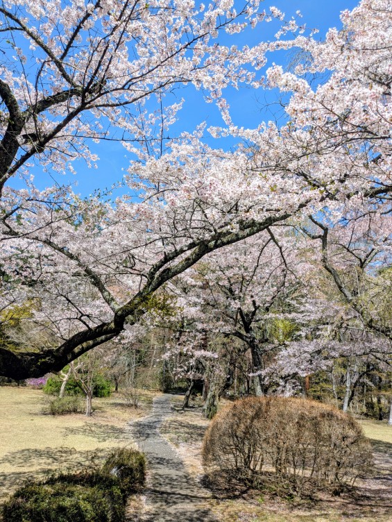 富士ビューホテル庭園の桜
