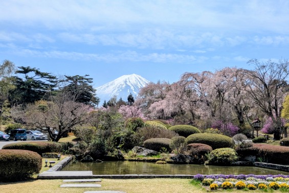富士ビューホテル正面玄関から見た富士山と桜 