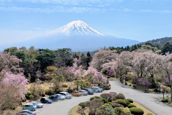 富士ビューホテル4階エレベーターホールから撮影した富士山と桜