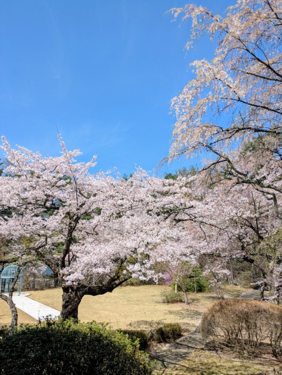 富士ビューホテル庭園の桜