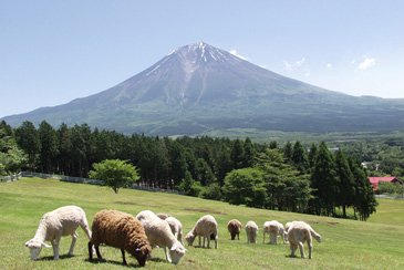 まかいの牧場